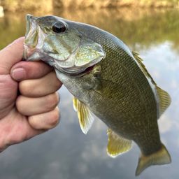 スモールマウスバス