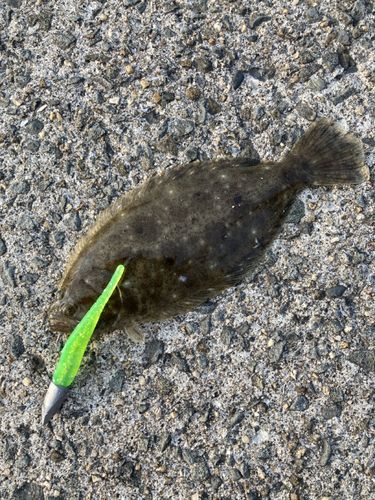 ソゲの釣果