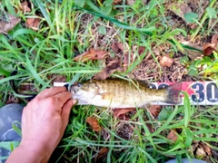 スモールマウスバスの釣果