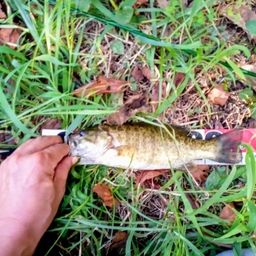 スモールマウスバス