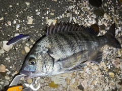 チヌの釣果