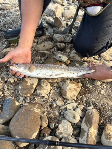 アメマスの釣果