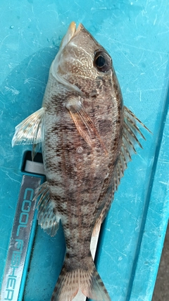 フエフキダイの釣果