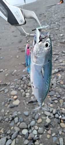 ソウダガツオの釣果