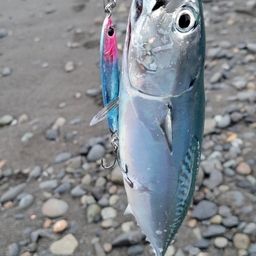 ソウダガツオ