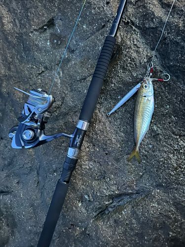 マアジの釣果