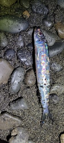 ウルメイワシの釣果