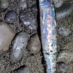 ウルメイワシ