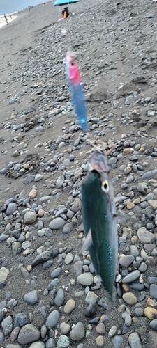 ソウダガツオの釣果