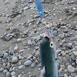 ソウダガツオ