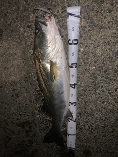 マルスズキの釣果