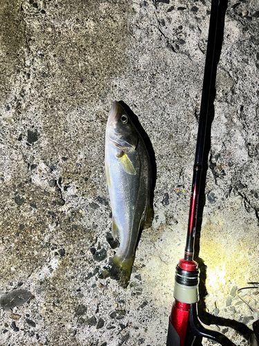 セイゴ（マルスズキ）の釣果