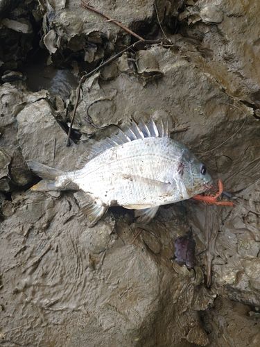 キビレの釣果