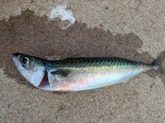 サバの釣果