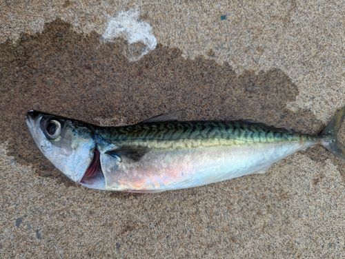 サバの釣果