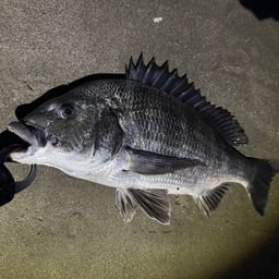 クロダイ