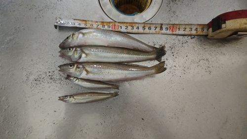 シロギスの釣果