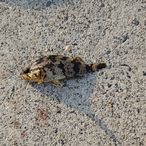 タケノコメバルの釣果