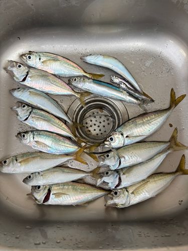 アジの釣果