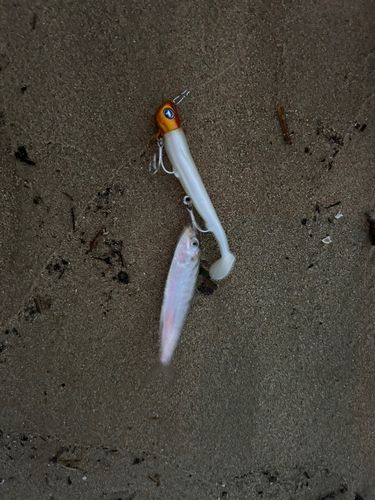 ネリゴの釣果