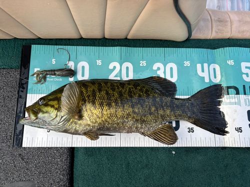 ブラックバスの釣果