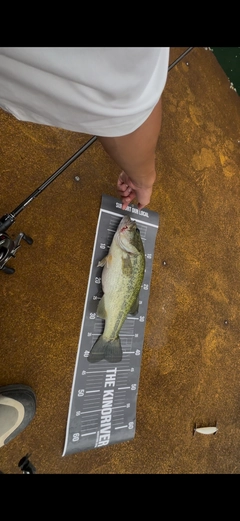 ブラックバスの釣果