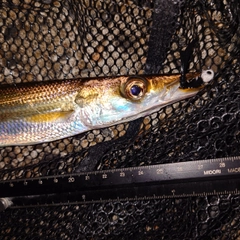 カマスの釣果