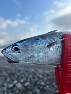 シイラの釣果
