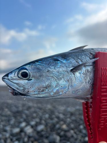 シイラの釣果