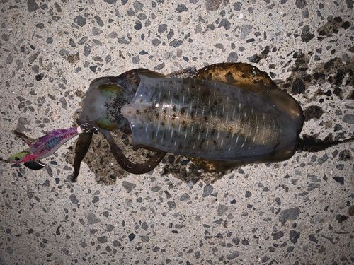 アオリイカの釣果