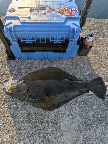 ヒラメの釣果