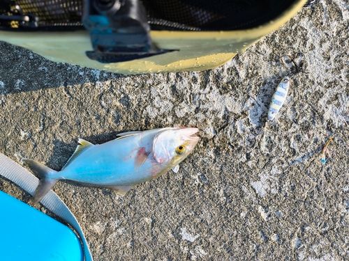 ショゴの釣果