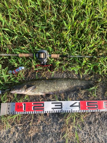 ナマズの釣果