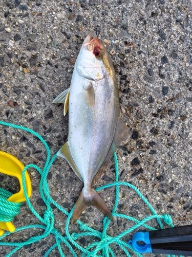ショゴの釣果