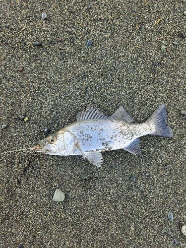 セイゴ（ヒラスズキ）の釣果
