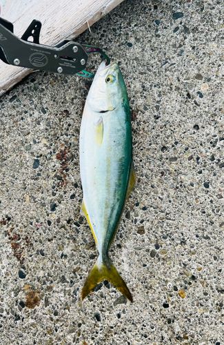 ワカシの釣果