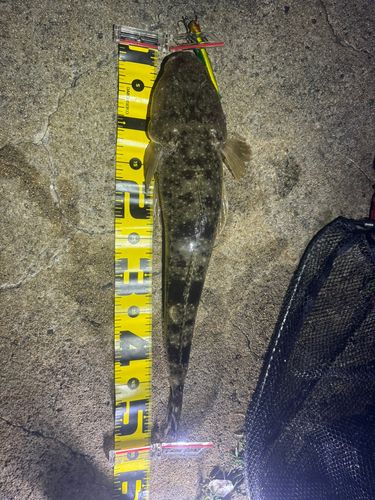 マゴチの釣果