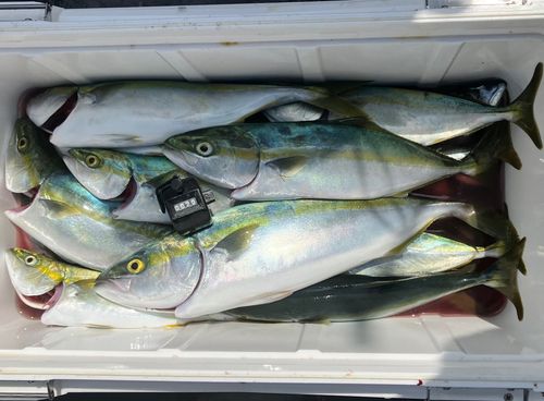 イナダの釣果