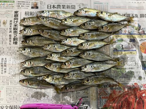 アジの釣果