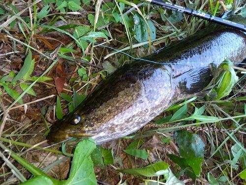 ライギョの釣果