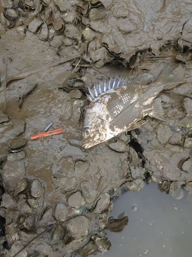 キビレの釣果