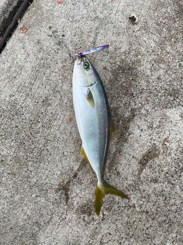 ワカシの釣果