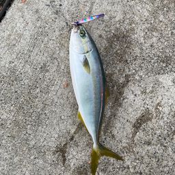 ワカシ