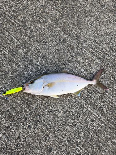 ショゴの釣果
