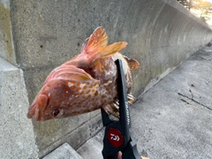 キジハタの釣果