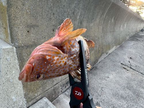 キジハタの釣果