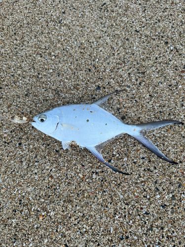 コバンアジの釣果