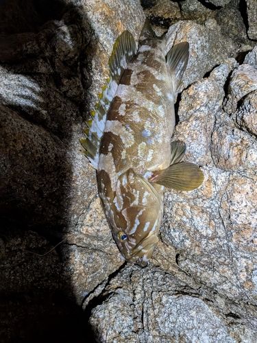 クエの釣果
