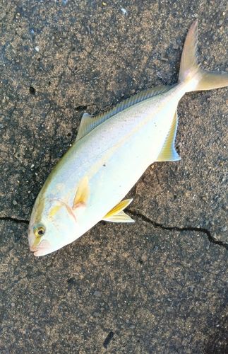 ネリゴの釣果