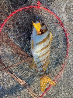 タカノハの釣果